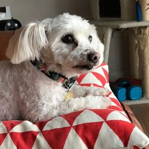 Meet your Posher, Cindy